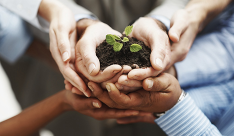 Hands holding small plant